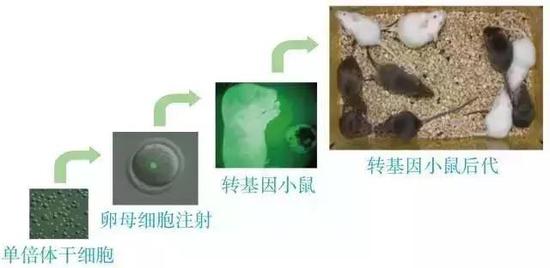 孤雄單倍體胚胎干細胞替代精子獲得后代